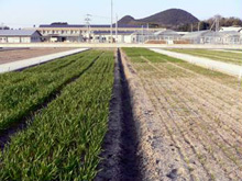 写真：小麦（さぬきの夢2000）栽培試験ほ場