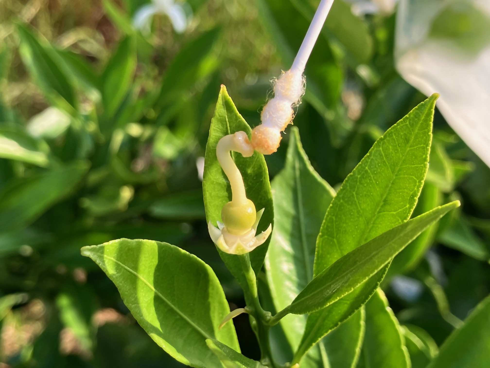 カンキツの交配