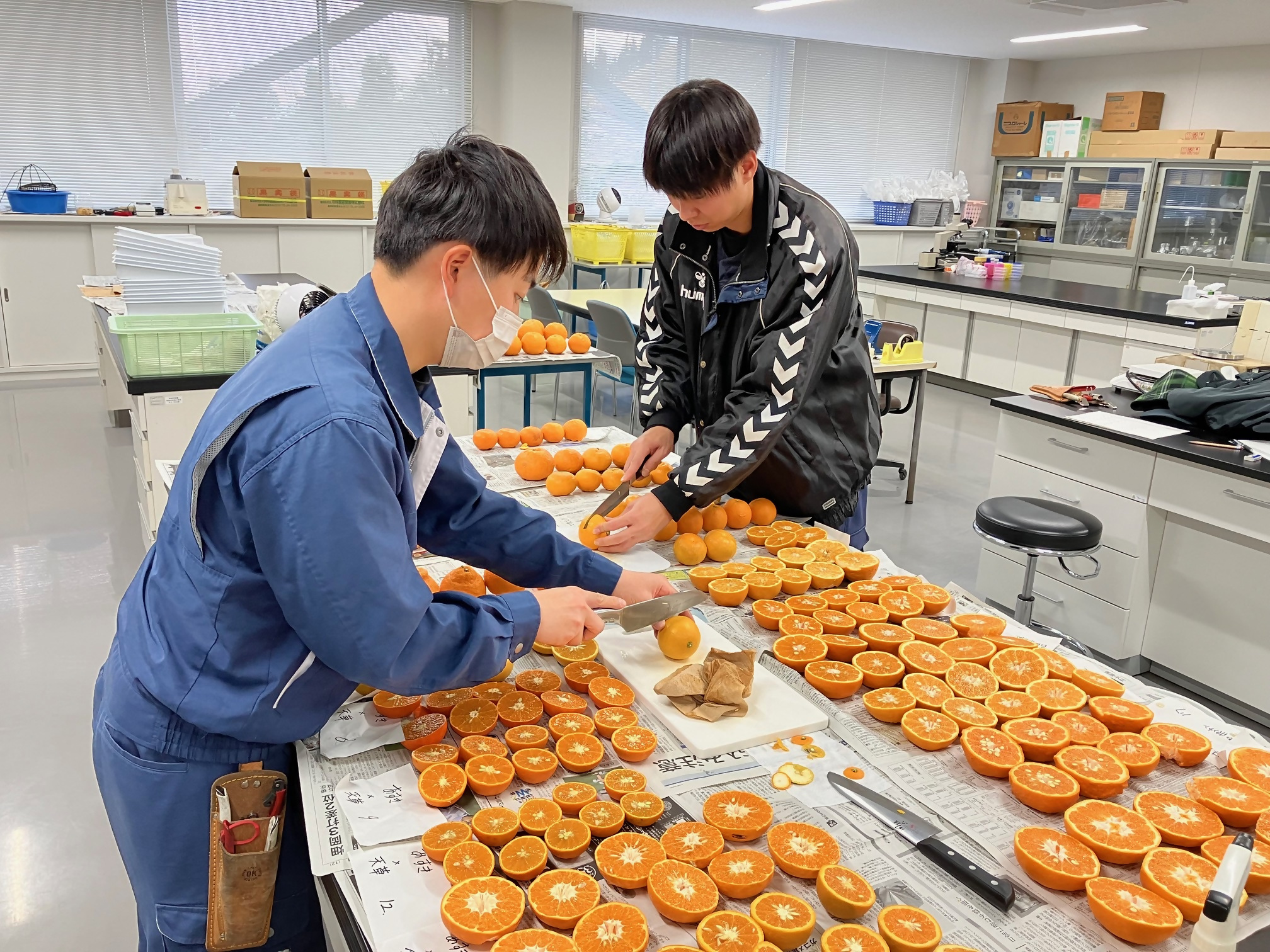 カンキツ交配果の一次選抜