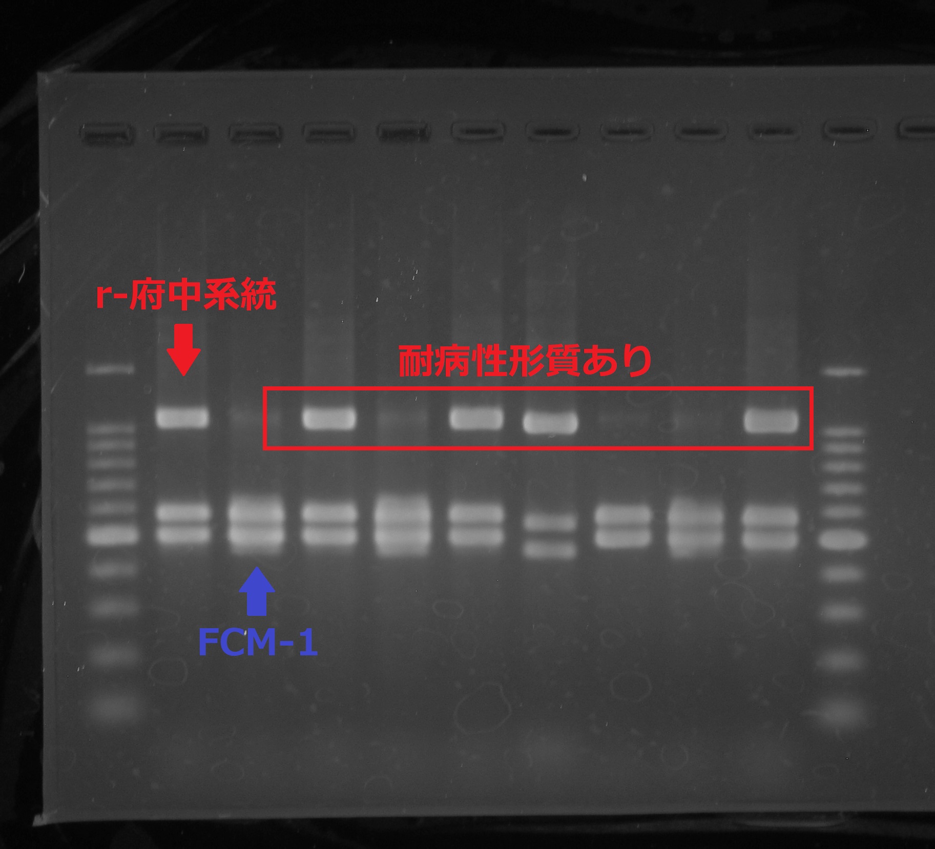 DNAマーカーを用いた早期選抜
