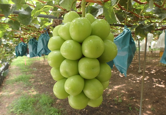 ブドウ「シャインマスカット」の高品質果安定生産技術の確立