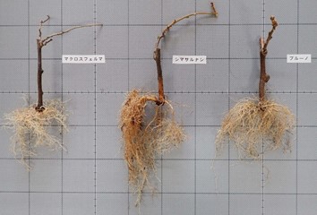 新しい台木を活用したキウイフルーツ栽培適地拡大技術の開発