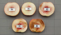 写真：温暖化に対応したモモの果肉障害(ミツ症)対策試験