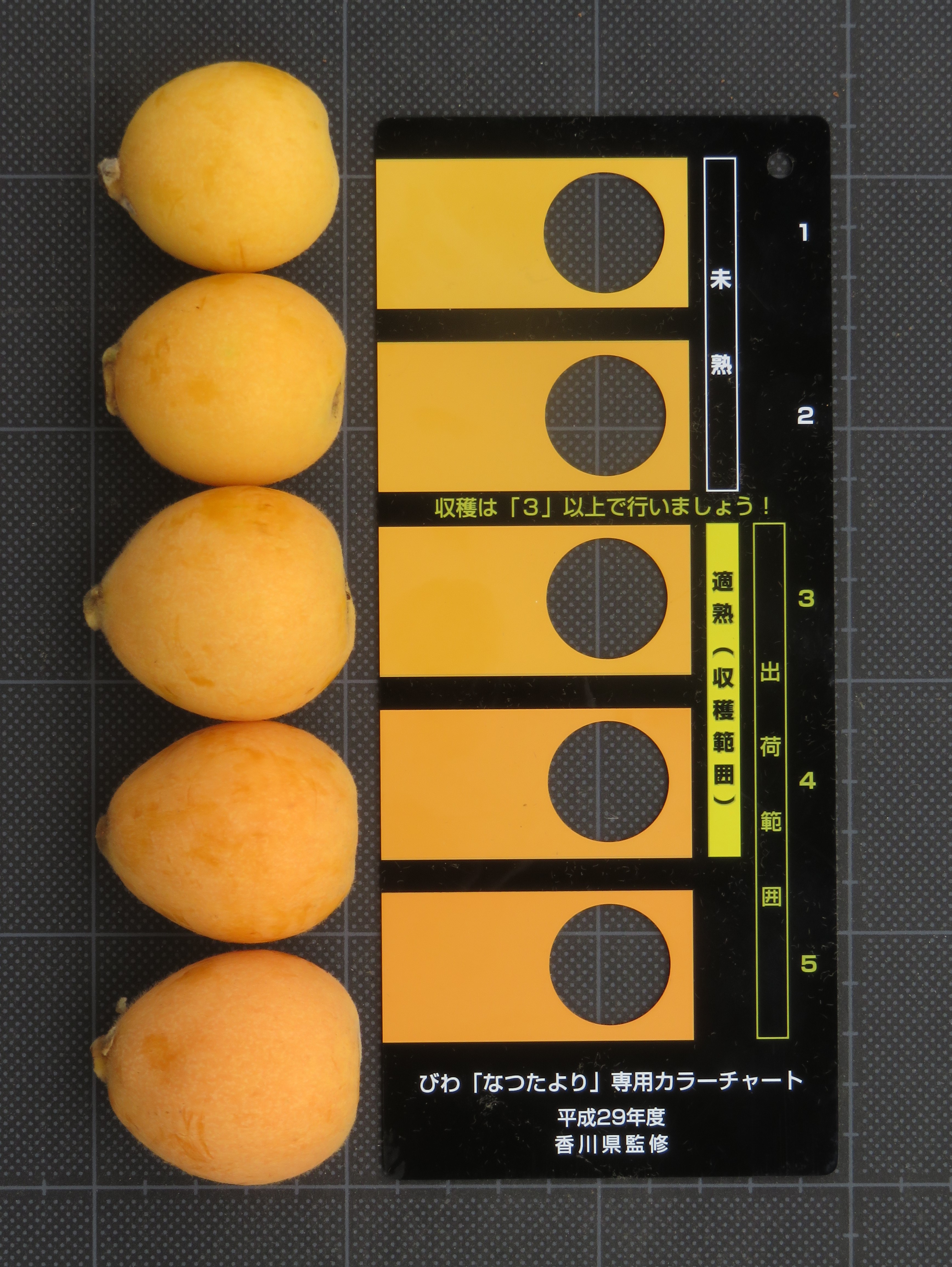 ビワ「なつたより」専用カラーチャートの作成