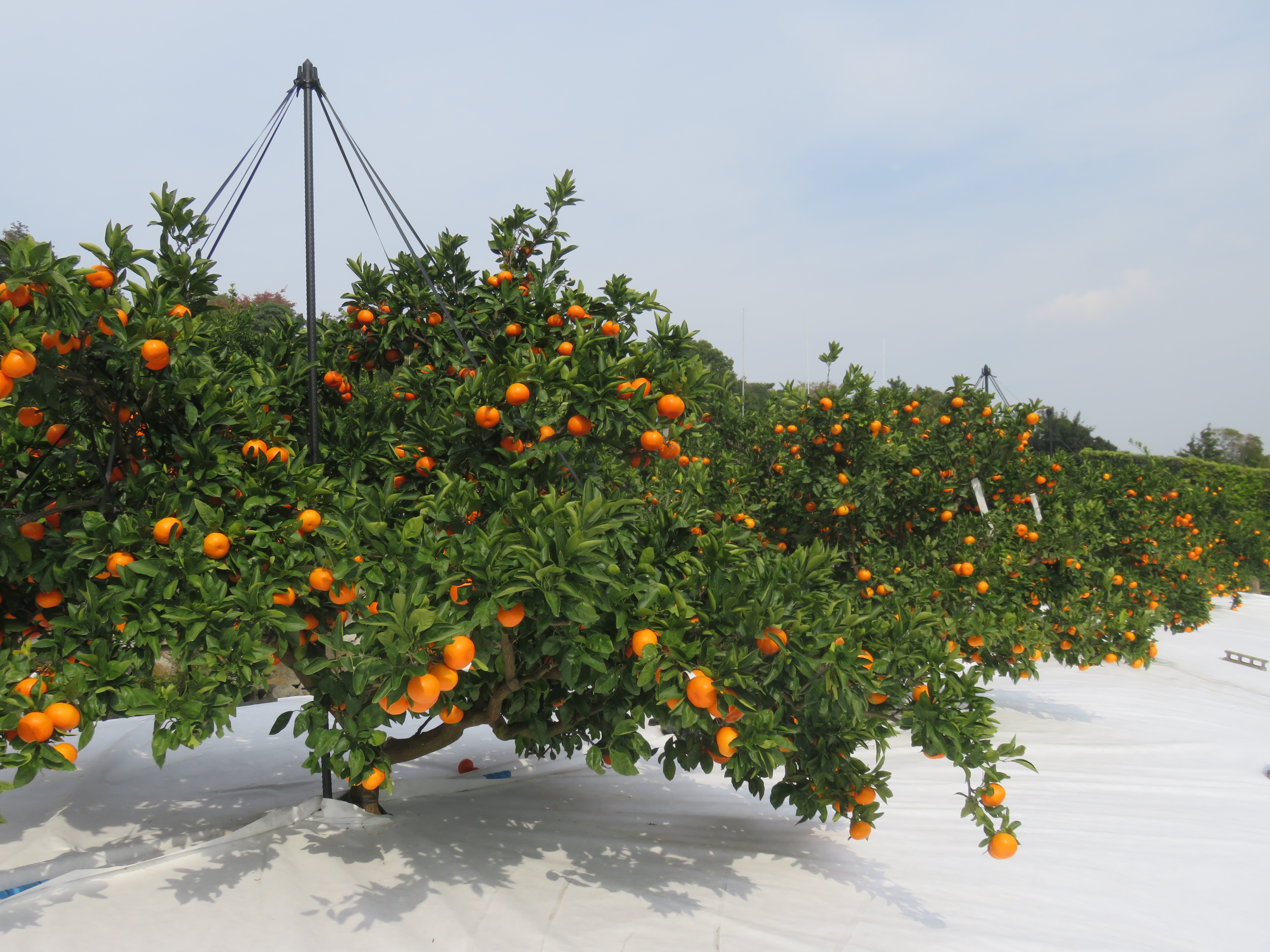 ウンシュウミカン「小原紅早生」の水分管理技術