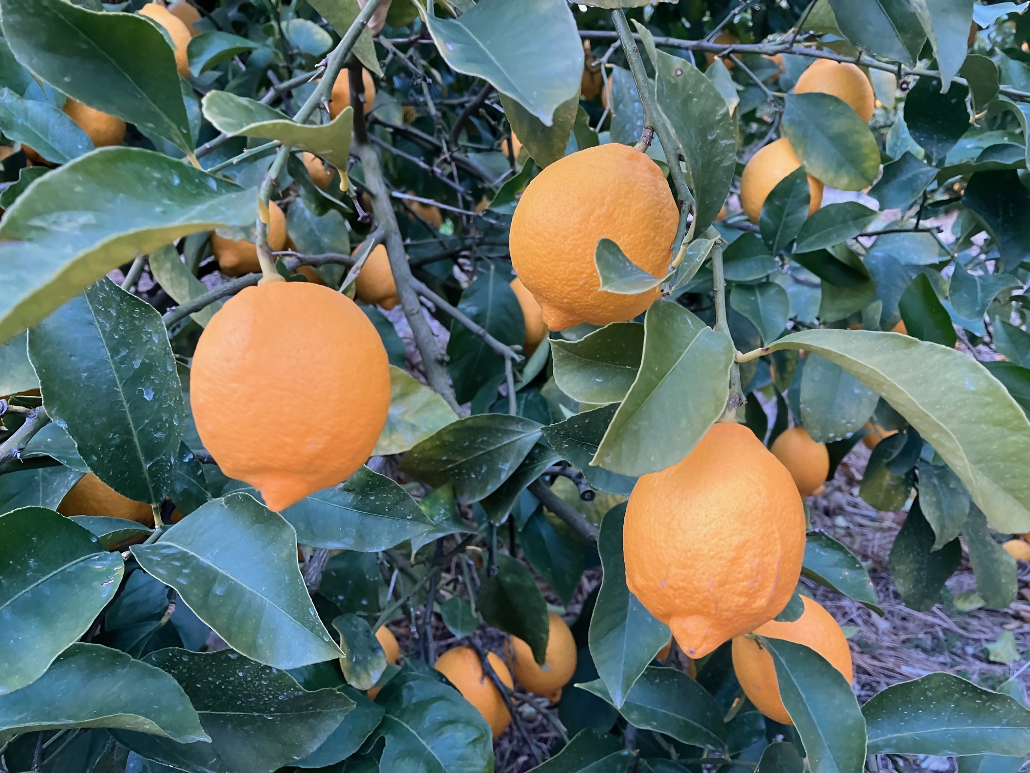 レモンの栽培技術の体系化