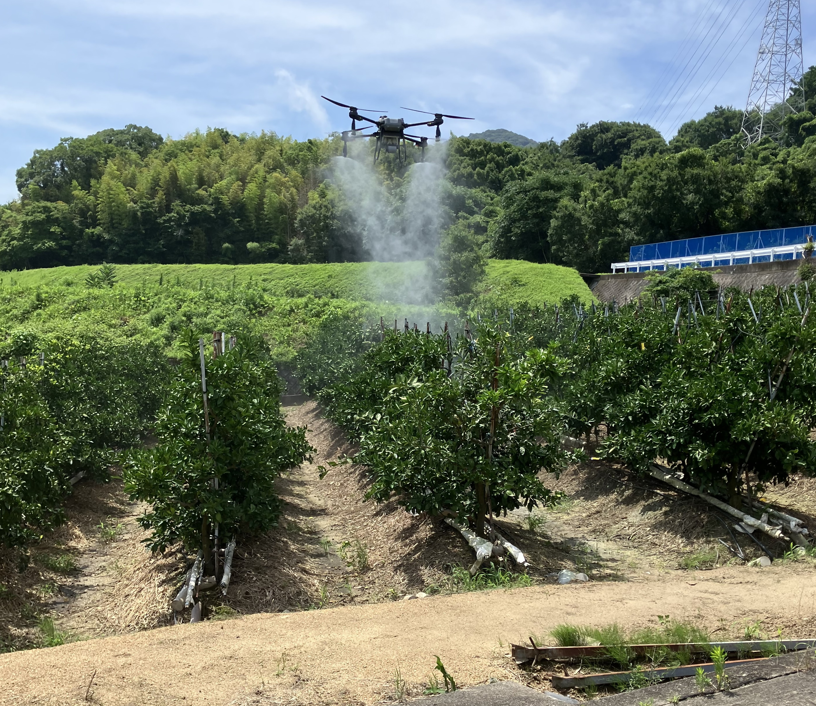 カンキツのドローン防除体系試験