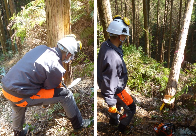 森林整備の実習