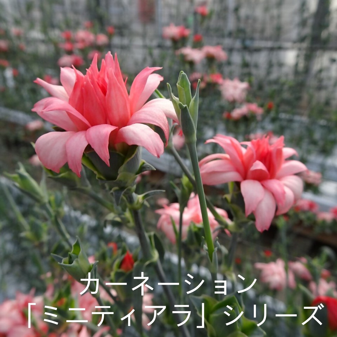 カーネーション