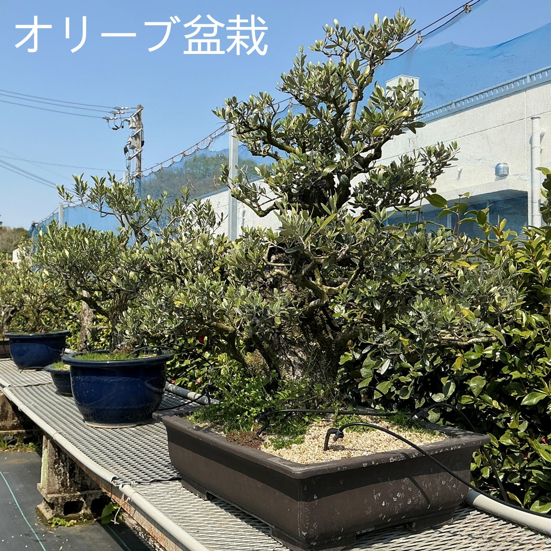 オリーブ盆栽
