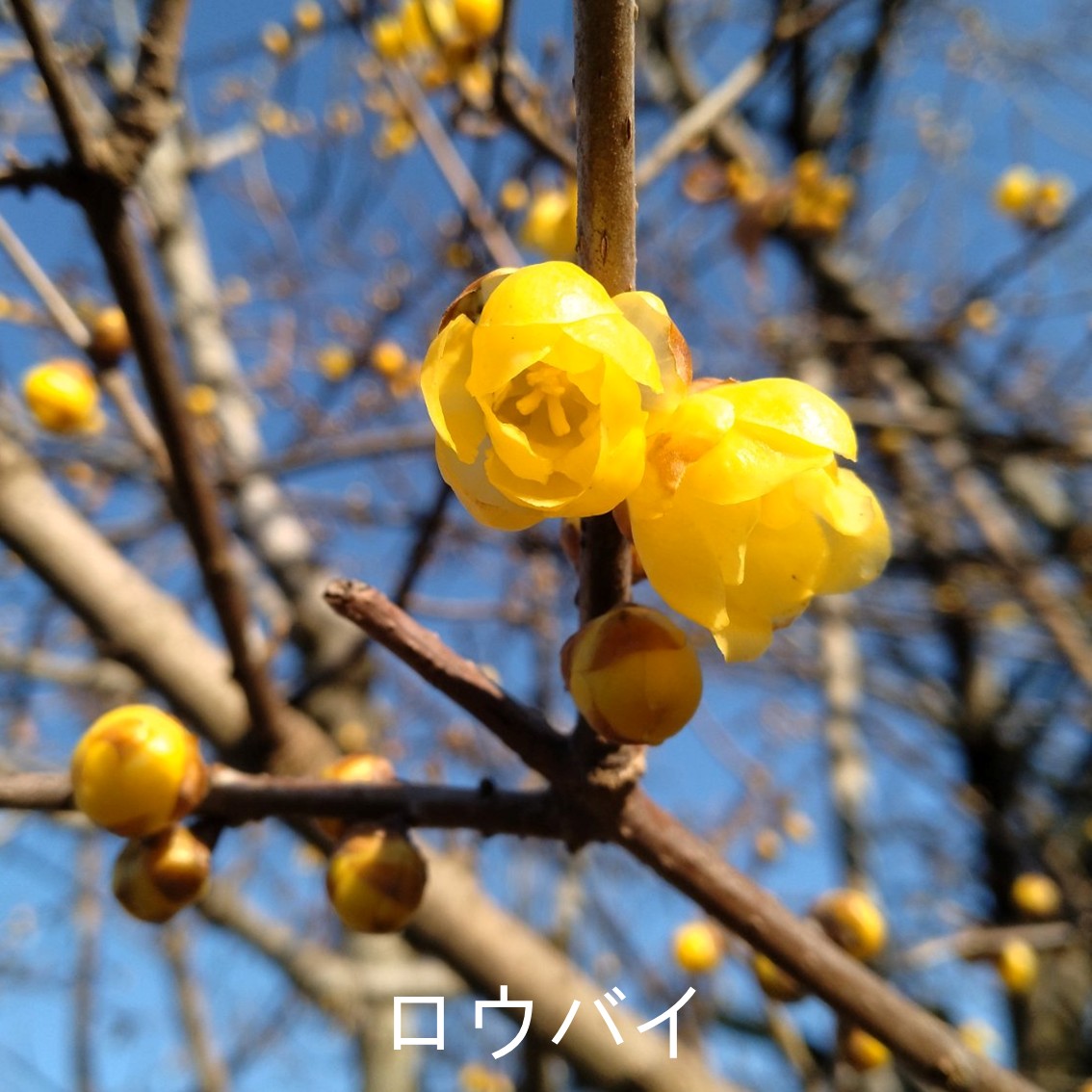 ロウバイ