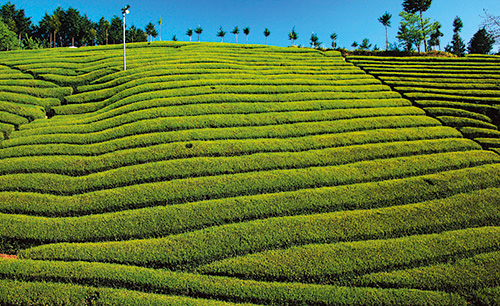 茶畑の写真