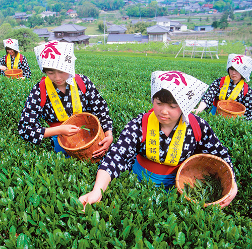 高瀬の茶畑の写真