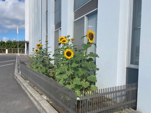 20260909_marugame_sns_9