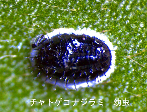 チャトゲコナジラミ幼虫2