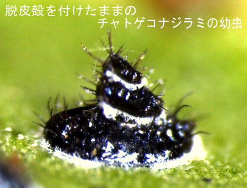 チャトゲコナジラミ幼虫3