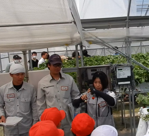 学生がイチゴの収穫説明