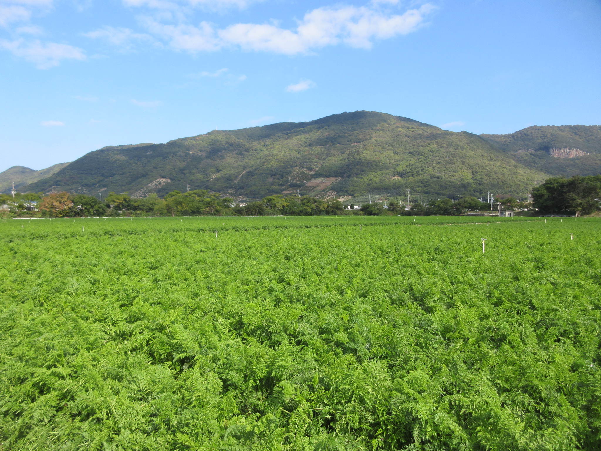 【画像】　圃場