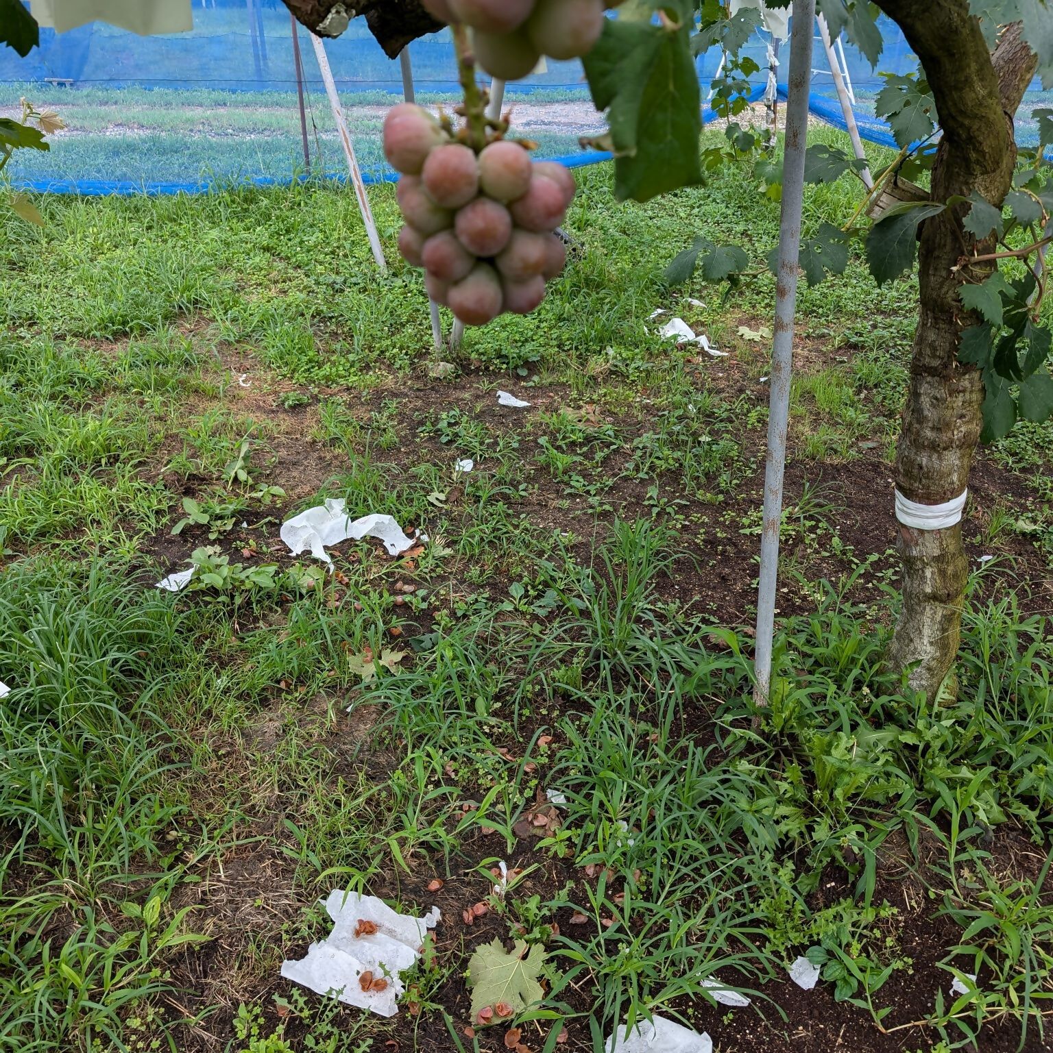 ブドウ食害