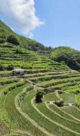 中山千枚田の写真