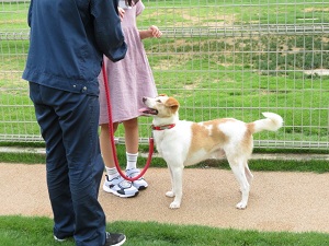 犬を散歩させようとしている写真