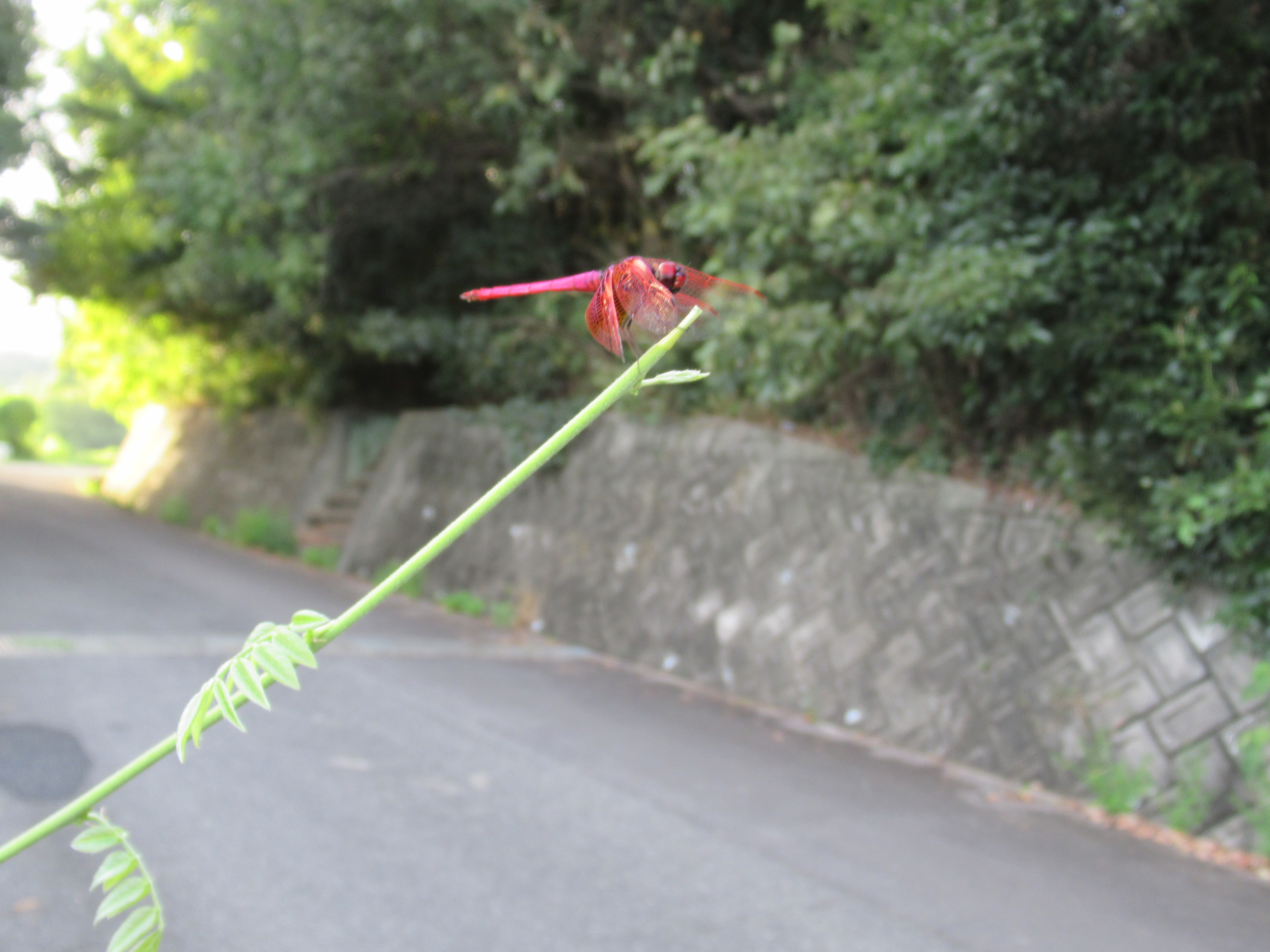 分布を広げるベニトンボ