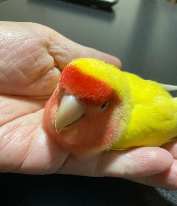 飼い主さんの手の中で寝るそらちゃんの写真