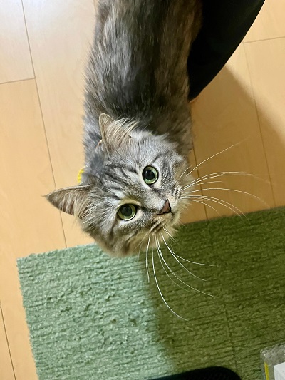 飼い主さんを見上げるチルちゃんの写真