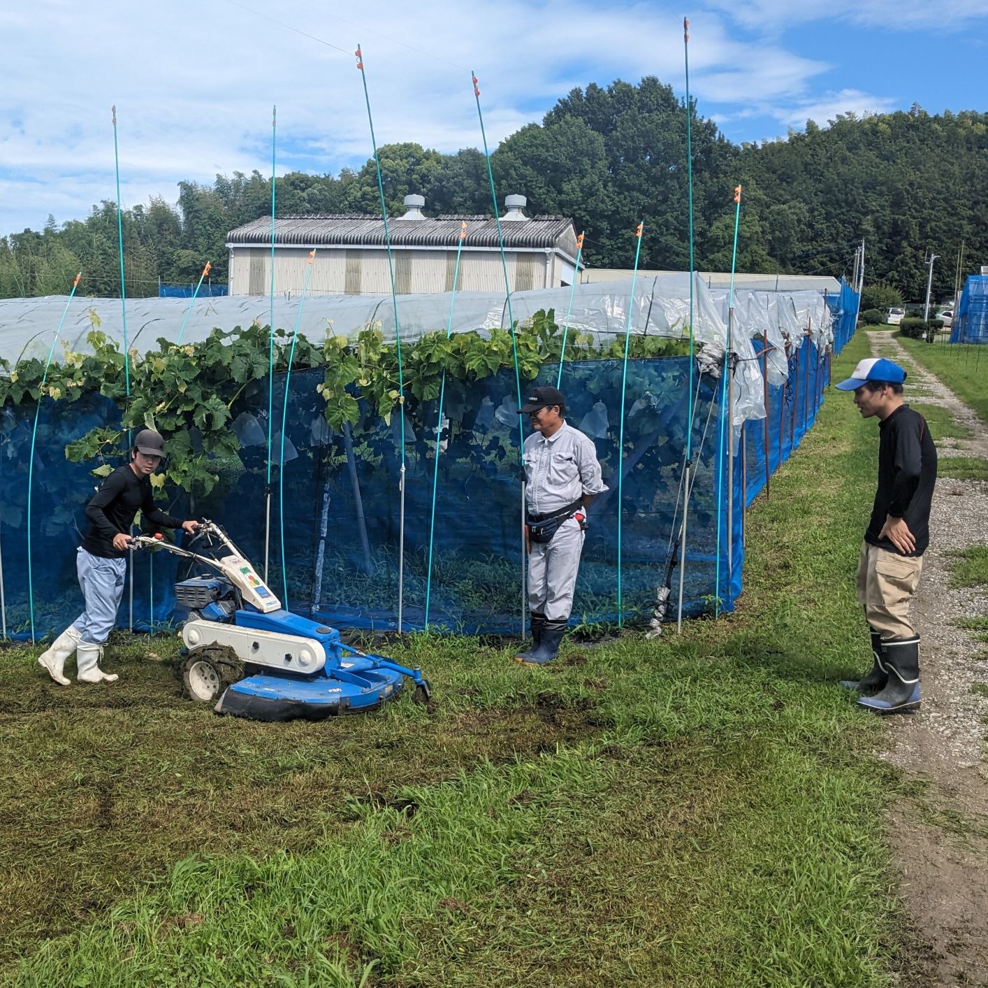 ブドウ園ハウス施工場所草刈り