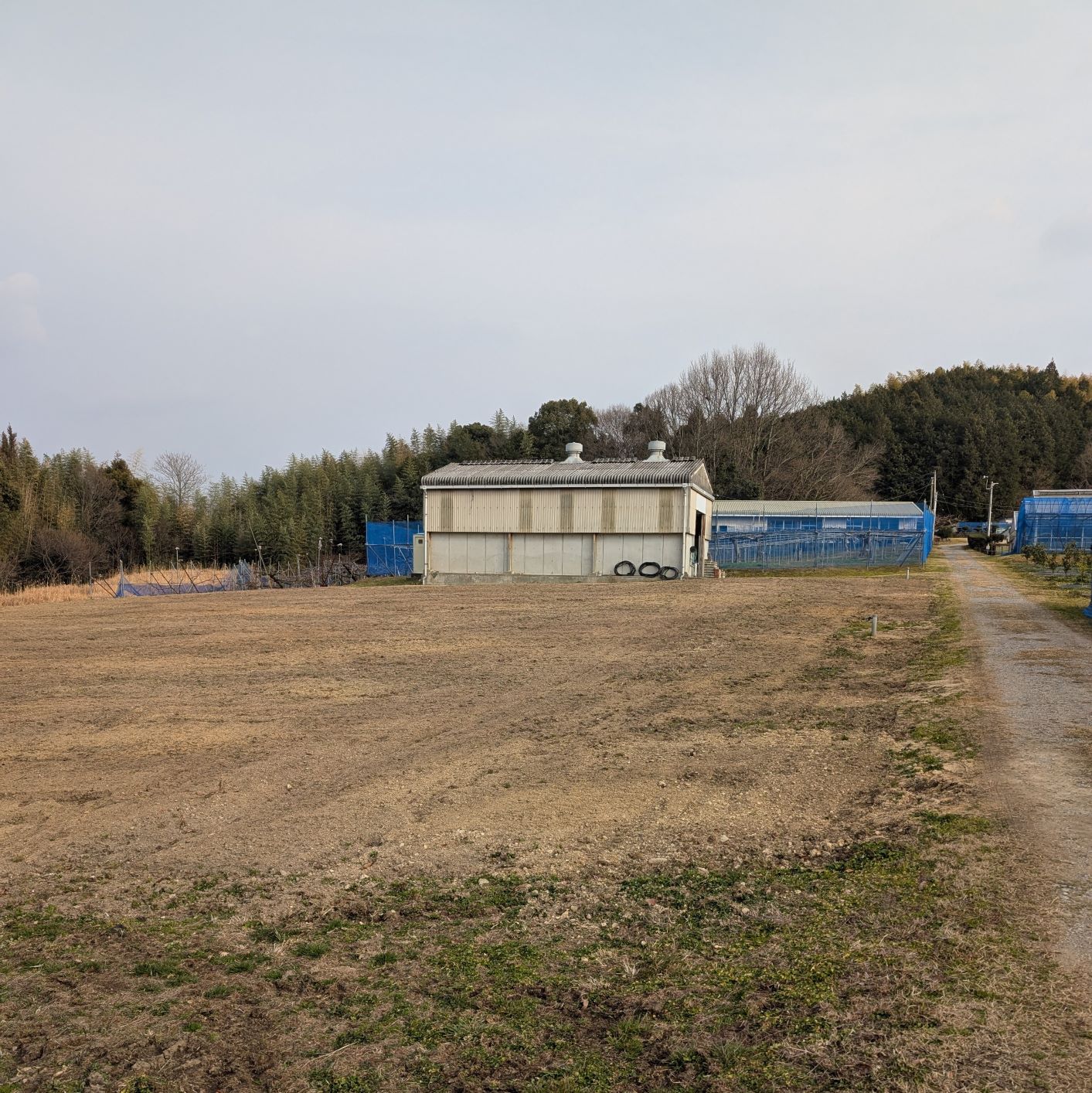 ブドウ園造成完了