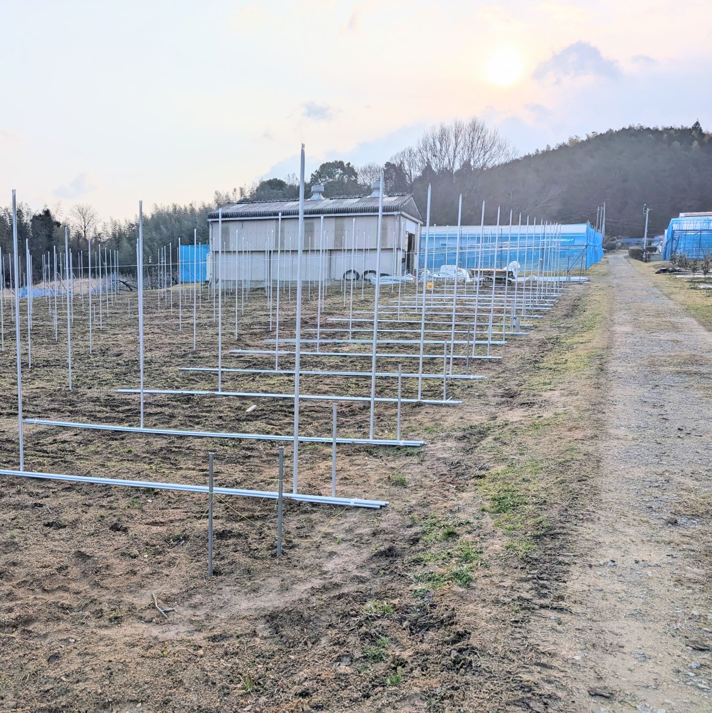 ブドウ園ハウス施工