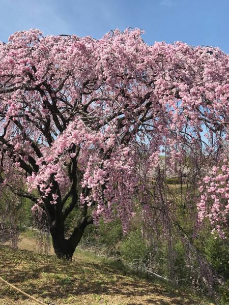 香川県園芸総合センターのベニ枝垂れ桜写真