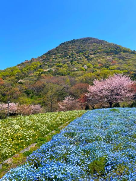 善通寺五岳の里市民集いの丘公園の桜写真