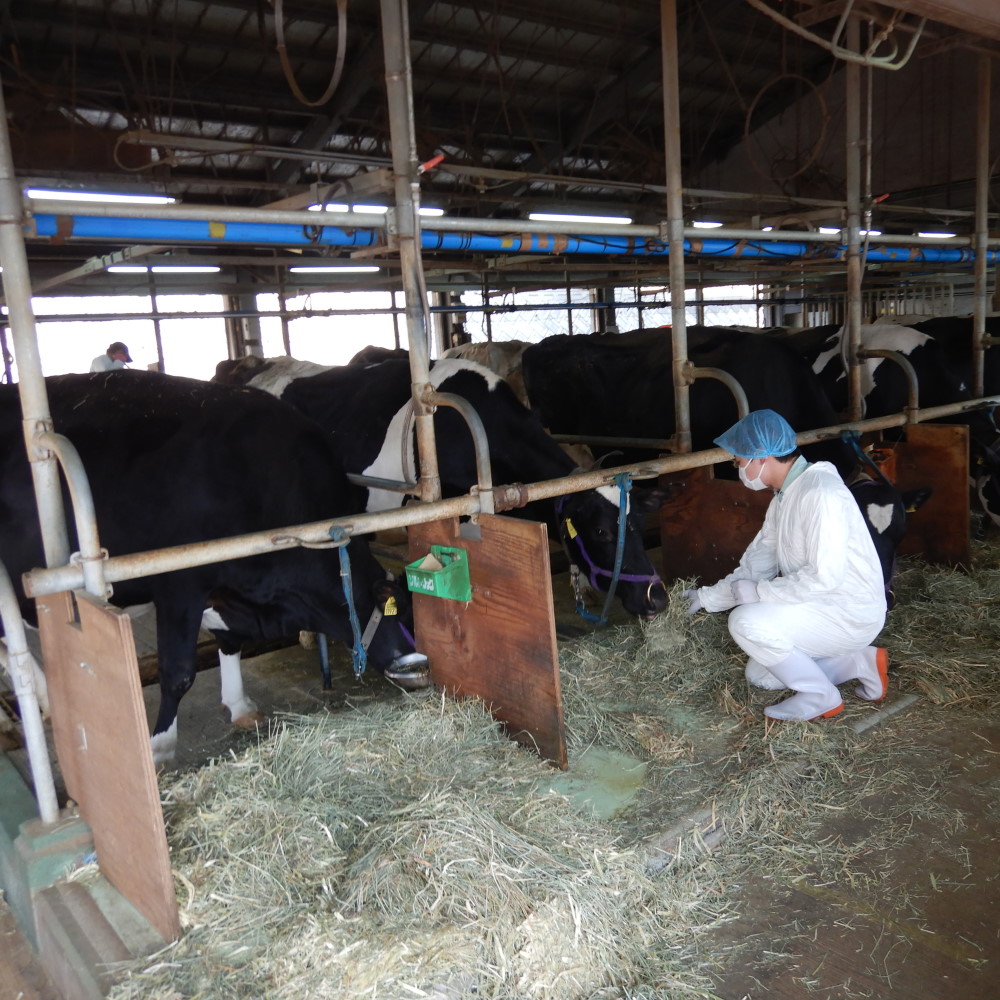 畜産試験場での農場実習