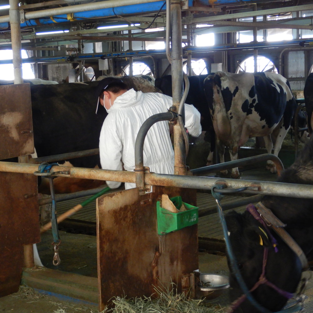 畜産試験場での専攻実習