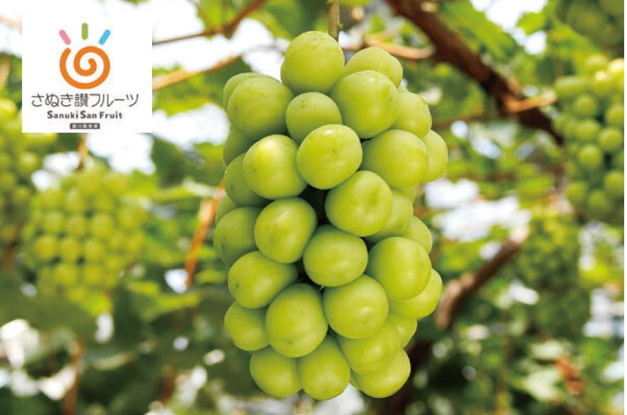 シャインマスカット