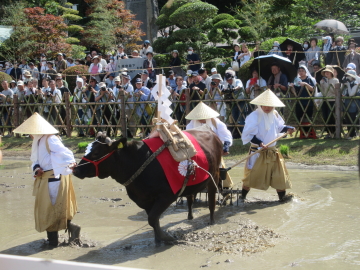 牛耕の表演風景