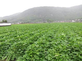 【画像】かんしょ