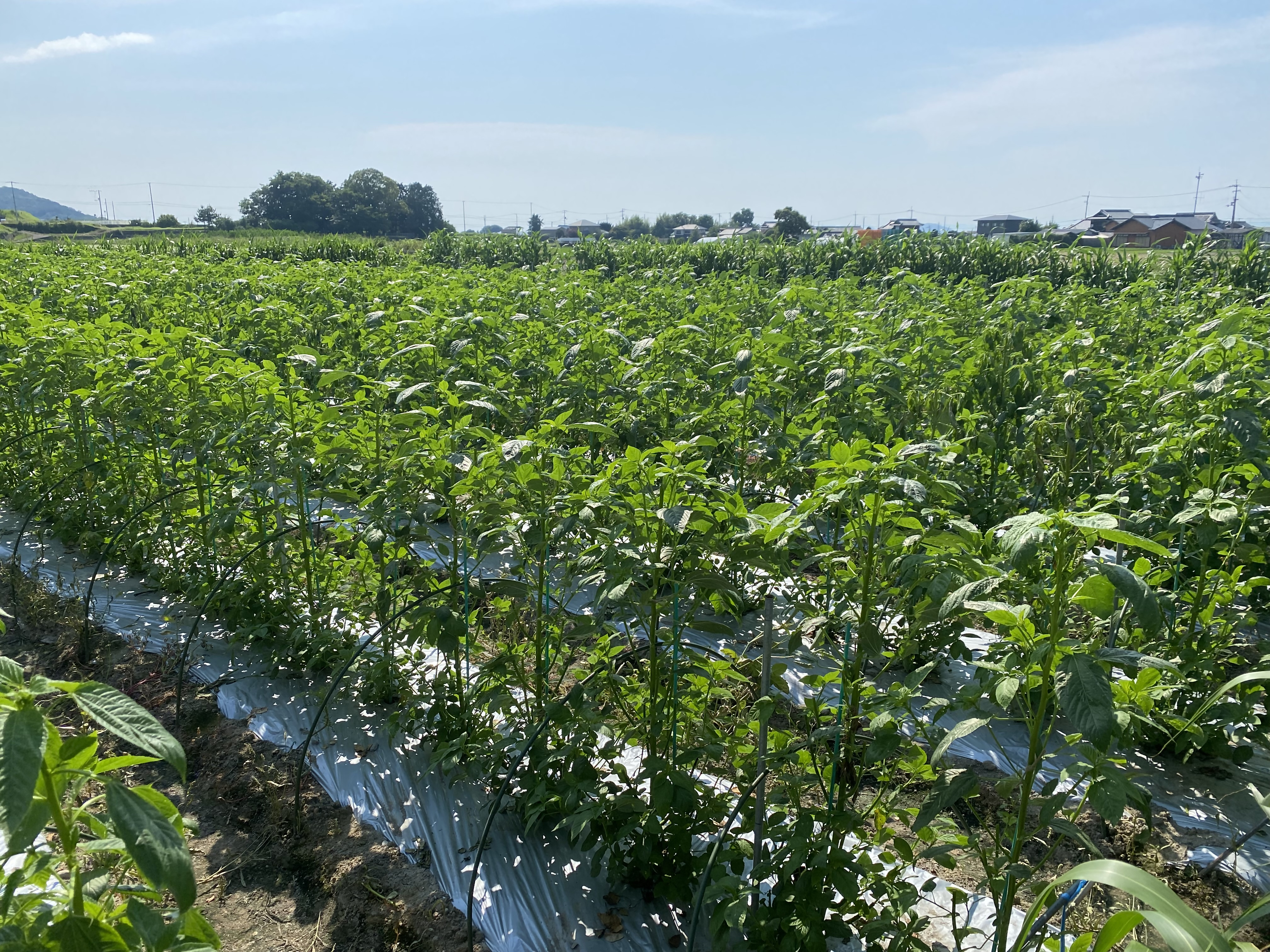【画像】さぬきのヘイヤ圃場