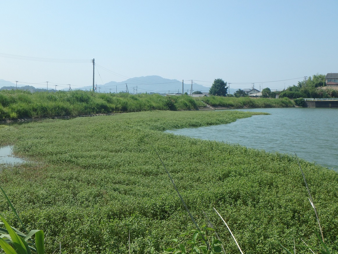 ナガエツルノゲイトウ