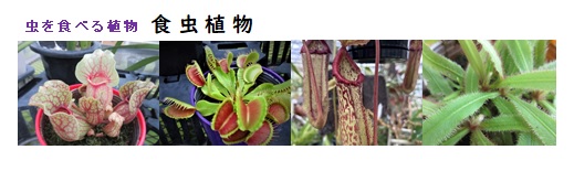 食虫植物
