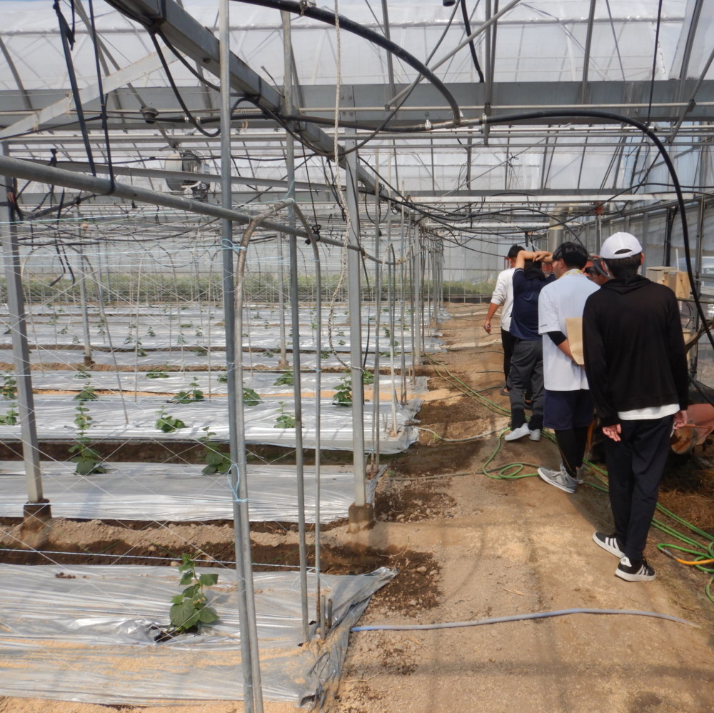 きゅうりハウス