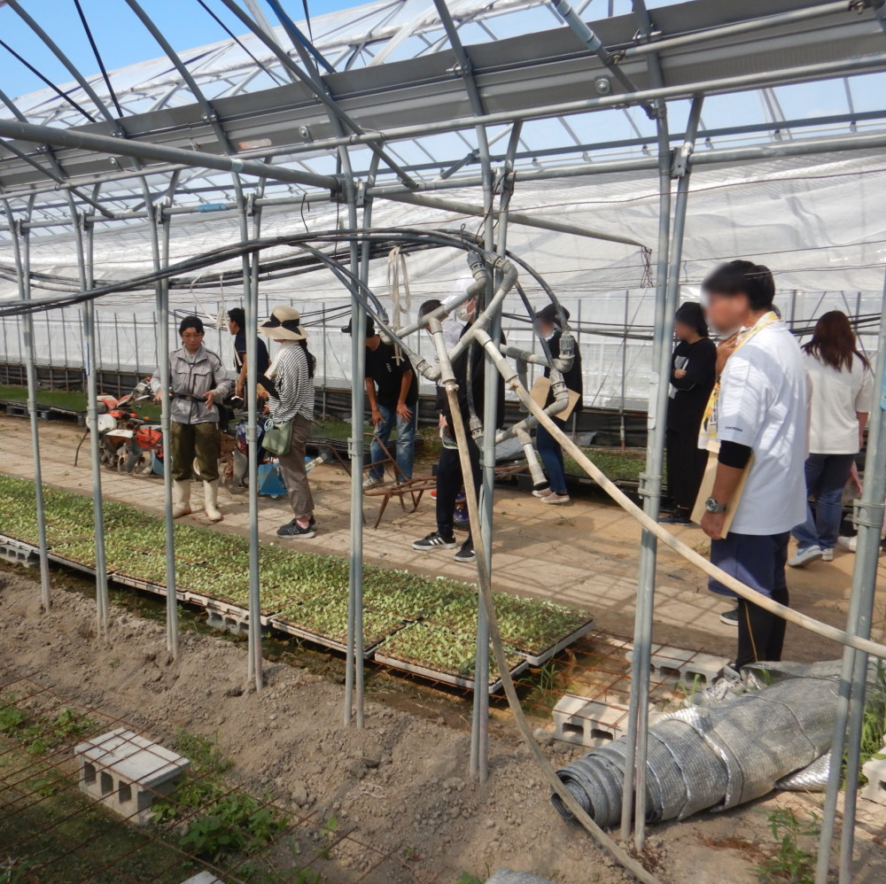 ブロッコリー等育苗ハウス