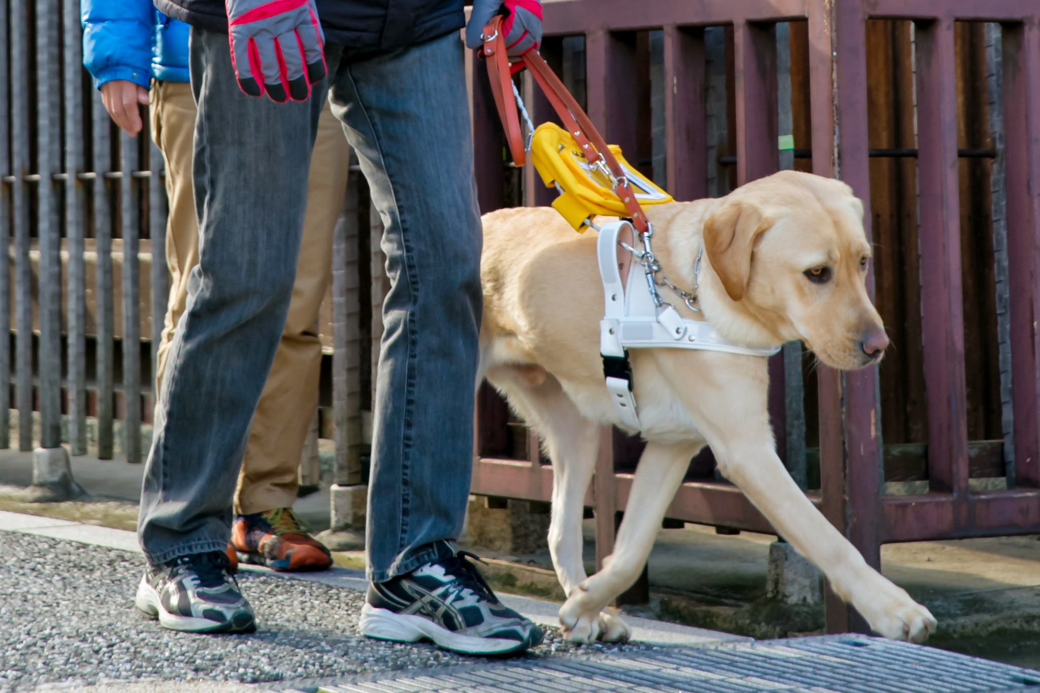 日本ライトハウス盲導犬