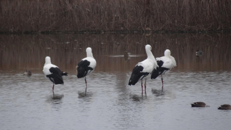 コウノトリ1