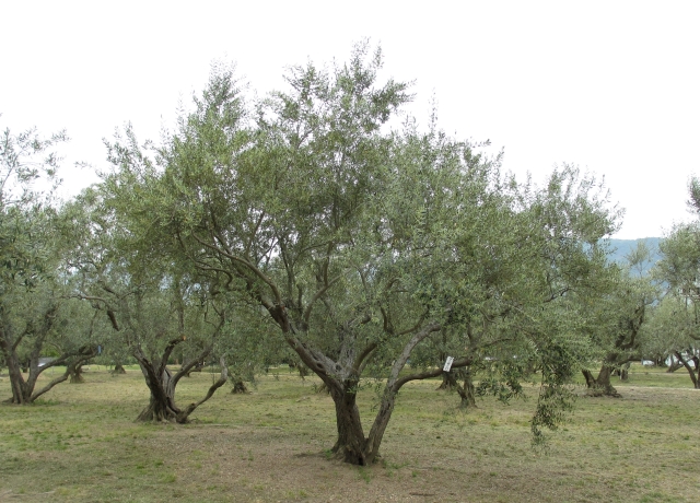 マンザニロ樹