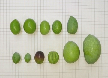 オリーブ実（11種）