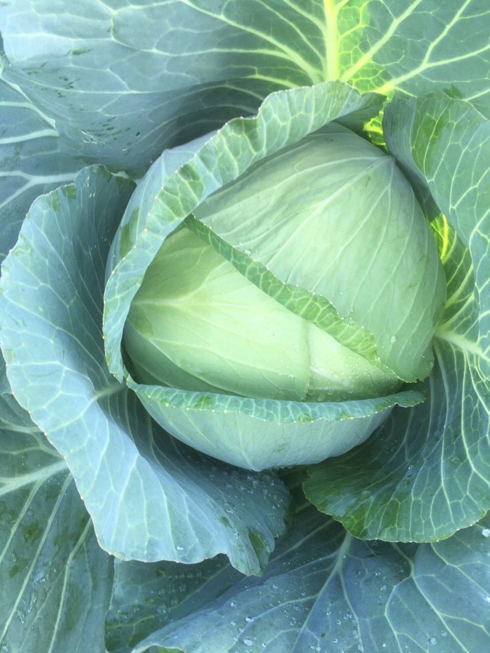【画像】キャベツ1