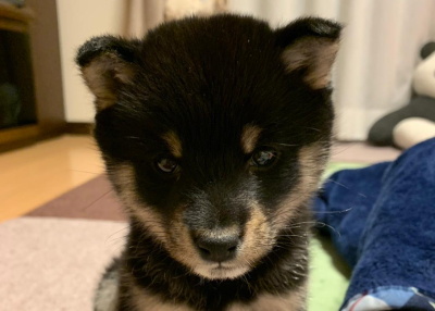 ペットフレンズ1