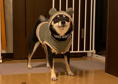 ペットフレンズ3